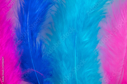 Violet and blue feathers for boa close-up.