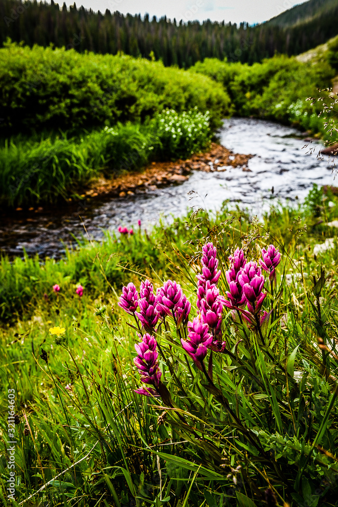 Fototapeta premium pink flowers by mountain stream