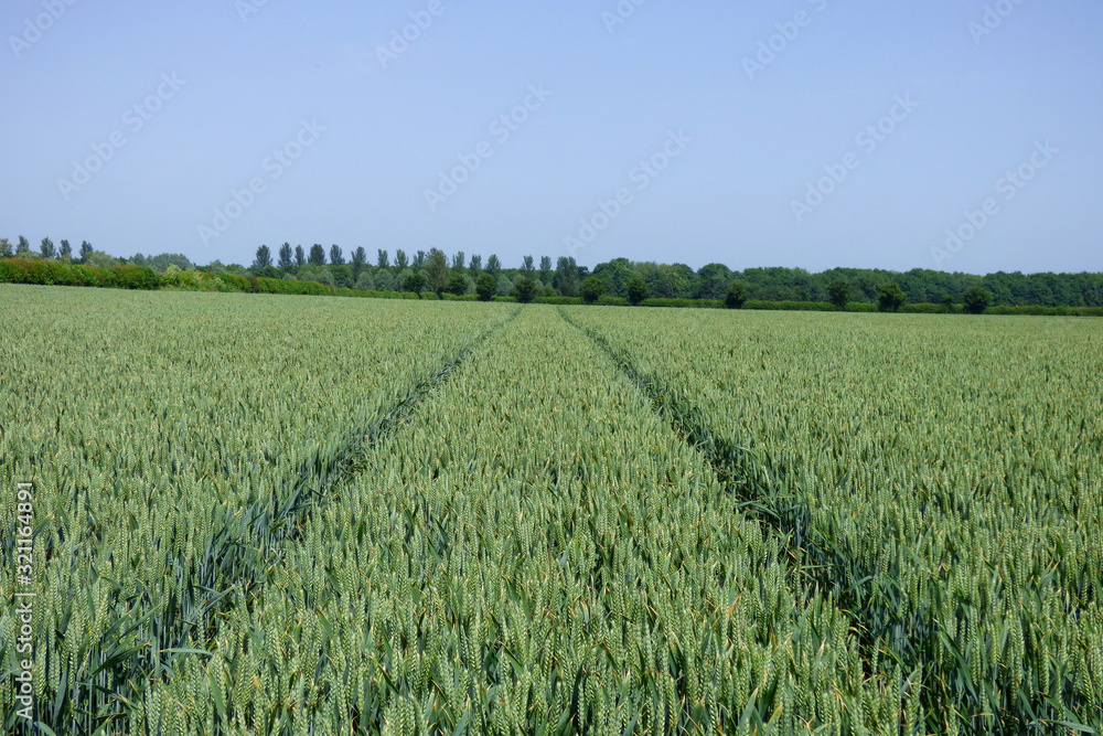 Fototapeta premium ENGLISH SUMMER FLOWERS