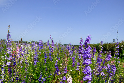 Wallpaper Mural ENGLISH SUMMER FLOWERS Torontodigital.ca