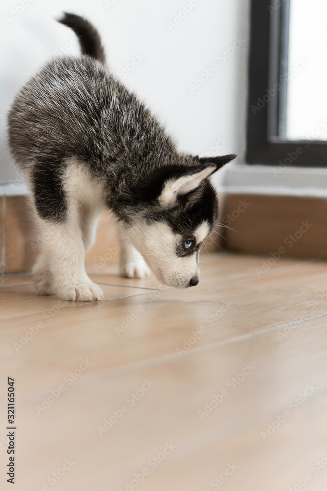 Fototapeta premium a black siberian husky puppy portrait with blue eyes in a lit minimalistic background 