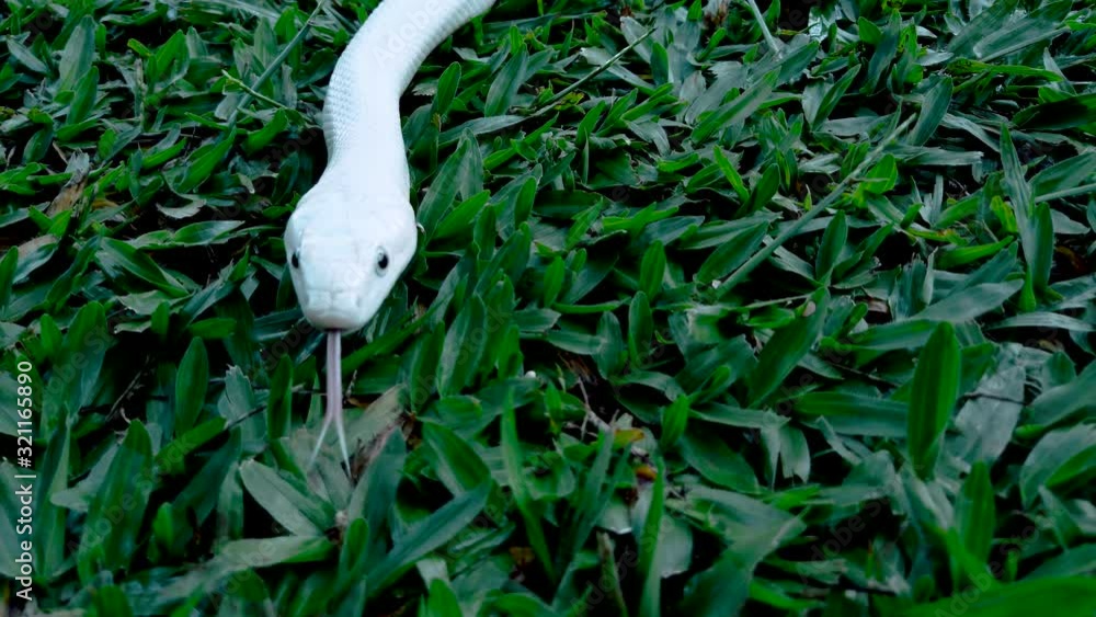 White snake on green background. White snake on green background.