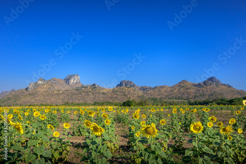 Sunflower field nature with mountain background, beautiful sunflower, landscape of sunflowers