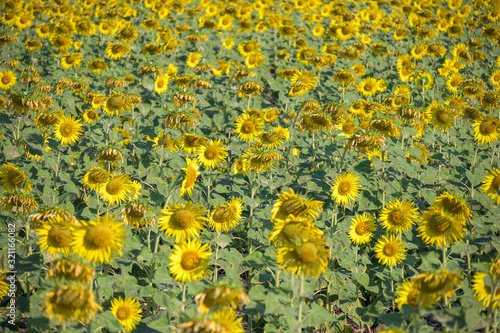 Sunflower field nature with mountain background, beautiful sunflower, landscape of sunflowers