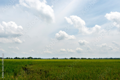 View of paddy fields in the Philippines