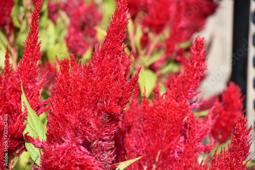 Red Plant leaves