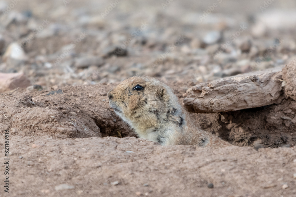 prairie dog cautiously looking out of burrow prairie dog cautiously looking out of burrow