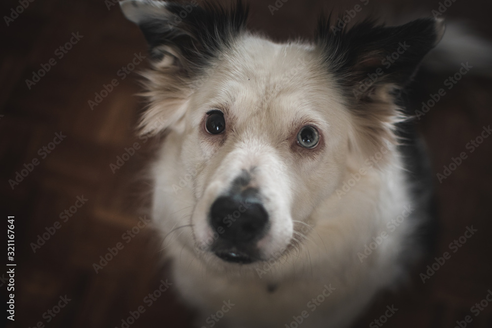 Border Collie dog looking upwards with puppy eyes Border Collie dog looking upwards with puppy eyes