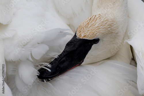 swan preening closeuup photo