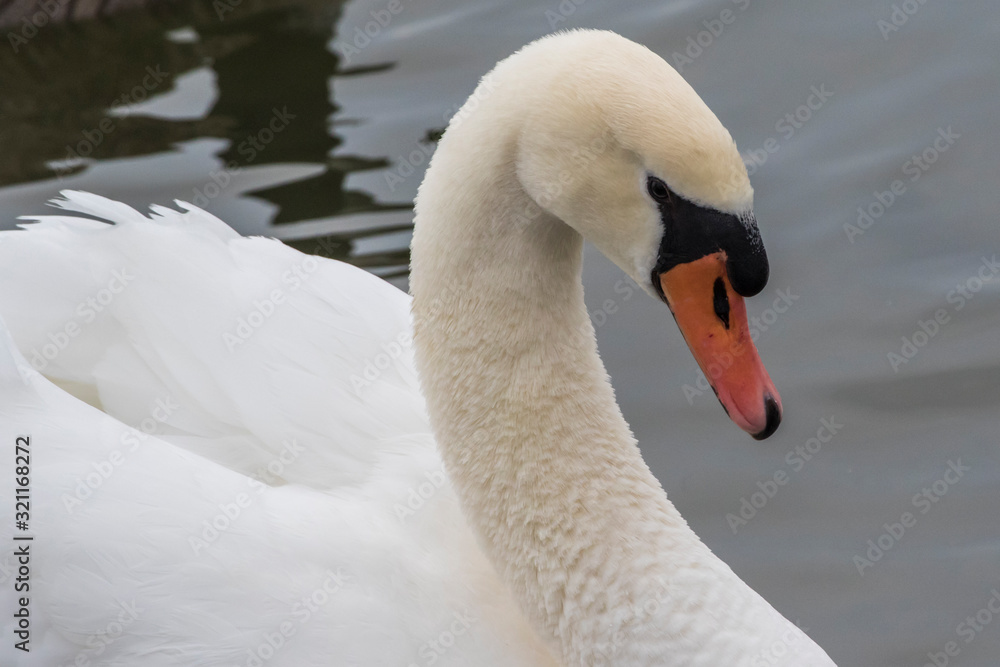 Obraz premium swan closeup