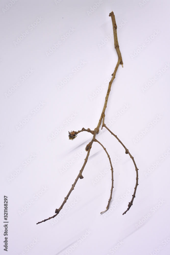 dried tree branches on white background. Part of single old and dead tree on white background. Dead tree isolated on white background. dried tree branches on white background. Part of single old and dead tree on white background. Dead tree isolated on white background.