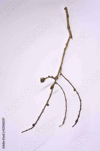 dried tree branches on white background. Part of single old and dead tree on white background. Dead tree isolated on white background.