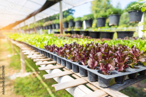 Plant nursery house, young red oak and green oak lettuce garden, organic vegetable, outdoor day light