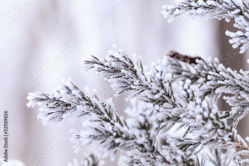 Plants covered with frost in winter