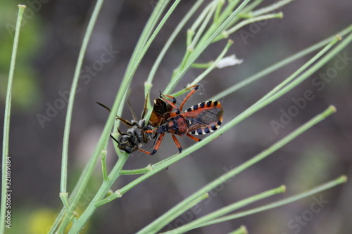 The insect fell prey to the red-black beetle (Rhynocoris iracundus) photo