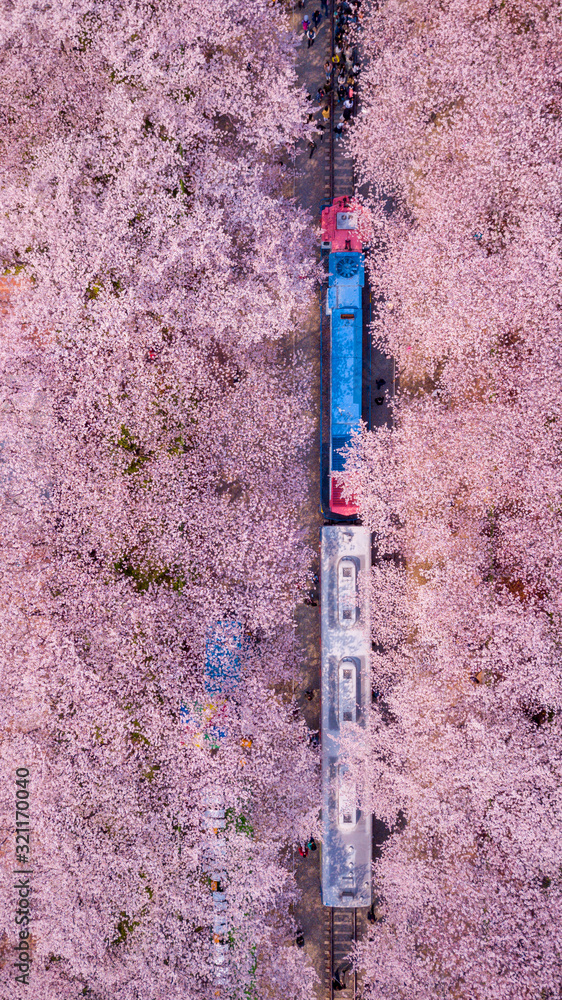 Top view of Jinhae Cherry blossom Festival,Jinhe Busan,South Korea