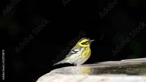 HD video of a Townsend's warbler (Setophaga townsendi), a small songbird of the New World warbler family, zooming in while bird is bathing in a bird bath. photo