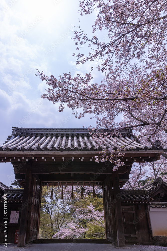 京都府 毘沙門堂 桜
