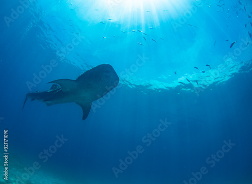 whale shark underwater © 敏治 荒川