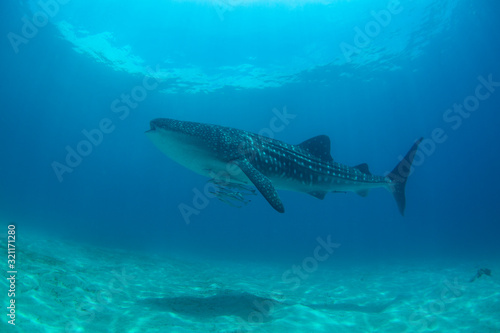 whale shark underwater