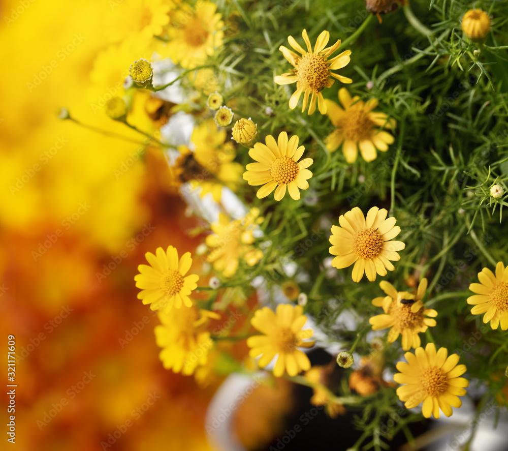 Yellow daysies flower in garden,square format. Yellow daysies flower in garden,square format.