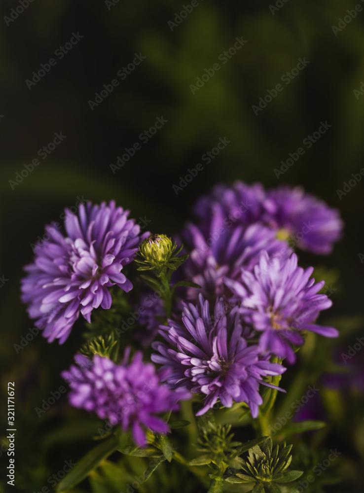 Purple daysies flower in garden ,low key. Purple daysies flower in garden ,low key.