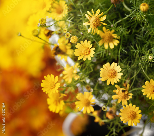 Yellow daysies flower in garden,square format.
