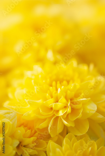 Blossom of yellow mums or chrysanthemum flowers.