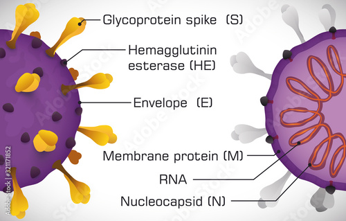 Infographic Depicting the Coronavirus Structure, Vector Illustration photo