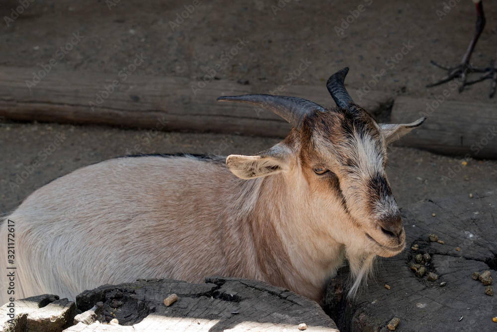 this is a young goat with short horns this is a young goat with short horns