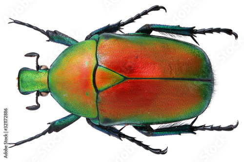 Torynorrhina flammea (Gestro, 1888)