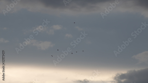 Foto céu prateado com nuvens cinzas e pombas voando em bando