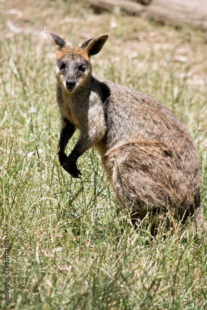 the swamp wallaby is standing on its hind legs the swamp wallaby is standing on its hind legs