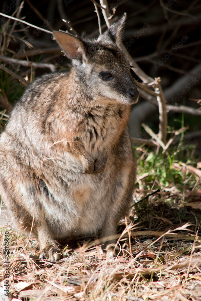 the tammar wallaby is standing on its hind legs the tammar wallaby is standing on its hind legs