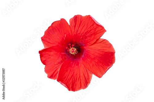 Red hibiscus flower, chinese rose or thailand call chaba isolated on white background included clipping path.