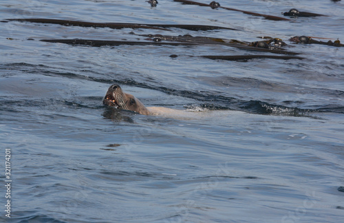 Steller Sealion Resting near ZKelp