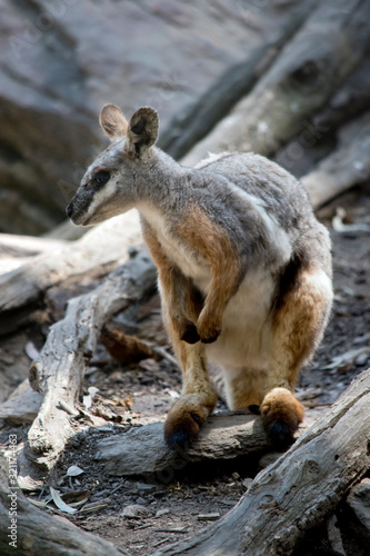 the yellow footed rock wallaby has grey and tan fur