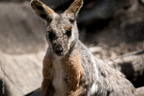 the yellow footed rock wallaby has grey and tan fur