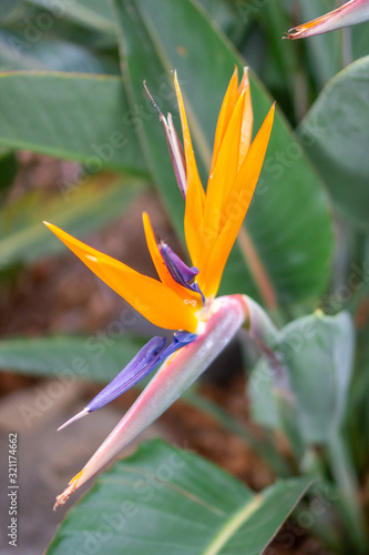 MADEIRA ISLAND, PORTUGAL, 2019