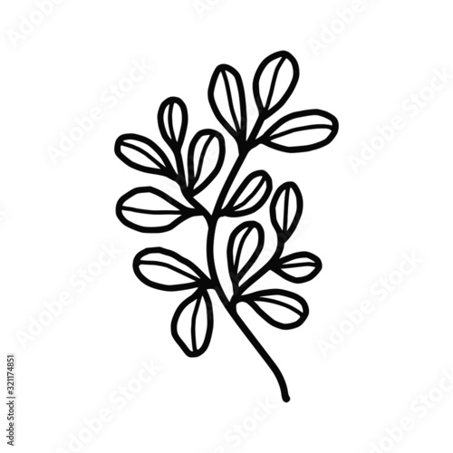 Hand drawn monochrome plant  leaf  and foliage element for wedding invitation  logo  engagement  or botanical logo