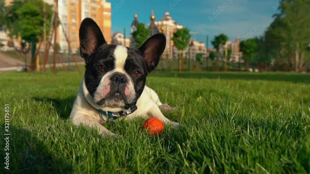 cute french bulldog lies in green grass looking camera summer season in city cute french bulldog lies in green grass looking camera summer season in city