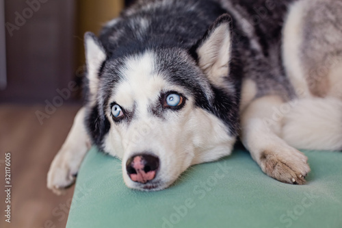 husky dog lying on the couch