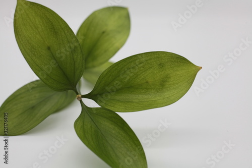 Leaves White Background