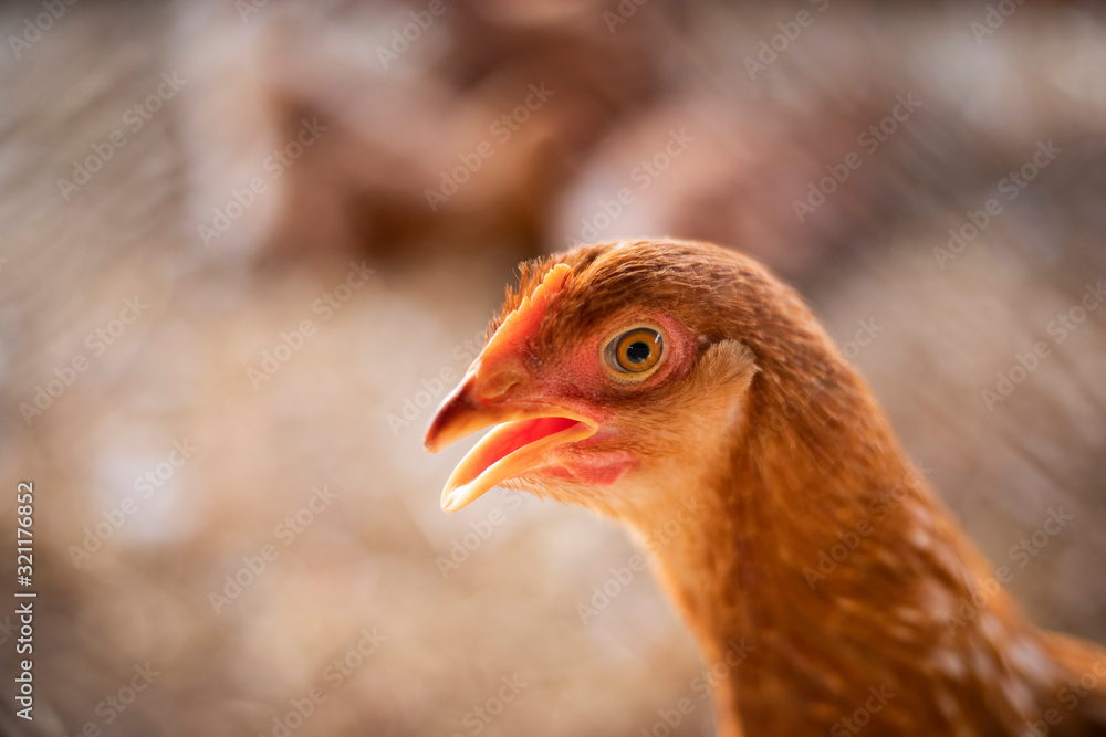 Fototapeta premium The chicken looked at the camera, the chicken farm,Free-range chicken