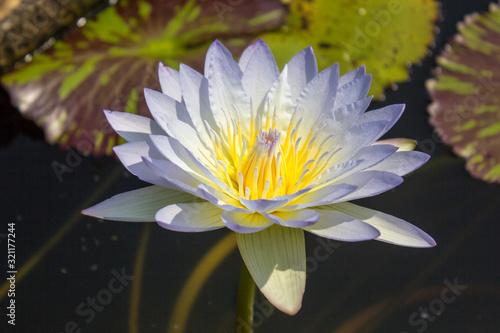 The beautiful Purple and yellow lotus flower in the backyard. Naturally beautiful/water lily in pond
