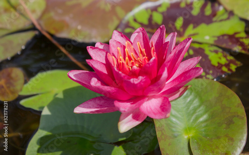  red lotus flower in the backyard.