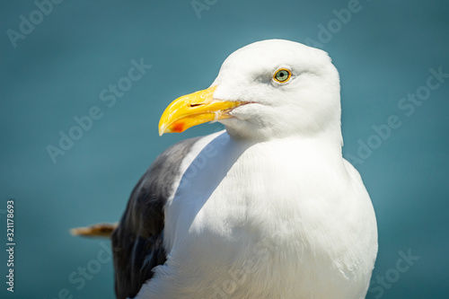 Seagull up and personal
