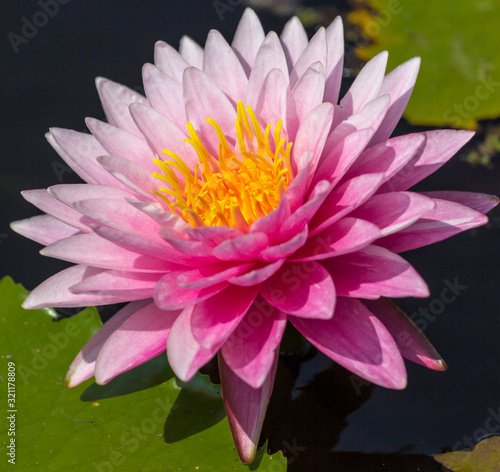 Fototapeta Naklejka Na Ścianę i Meble -  The beautiful Pink lotus flower in the backyard. Naturally beautiful