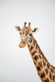 portrait of giraffe head isolate on white