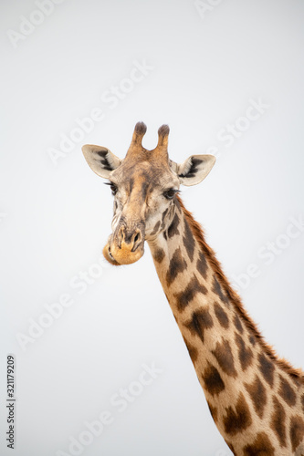 Fototapeta Naklejka Na Ścianę i Meble -  portrait of giraffe head isolate on white